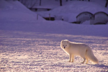 arctic fox on snowfield arctic fox on snowfield