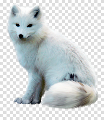 Arctic Fox PNG Free Download Arctic Fox PNG Free Download