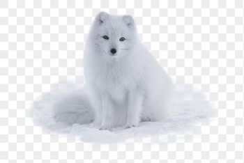 Arctic fox png sticker, animal, | Free PNG - rawpixel Arctic fox png sticker, animal, | Free PNG - rawpixel