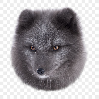 Arctic fox png sticker, transparent | Free PNG - rawpixel Arctic fox png sticker, transparent | Free PNG - rawpixel