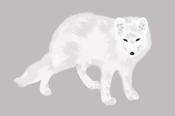 Arctic fox sticker, animal illustration | Free Vector - rawpixel Arctic fox sticker, animal illustration | Free Vector - rawpixel