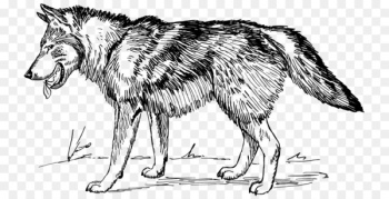 Arctic wolf Black wolf Clip art - Sketch Wolf Arctic wolf Black wolf Clip art - Sketch Wolf