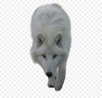Arctic wolf Clip art - White Wolf Arctic wolf Clip art - White Wolf