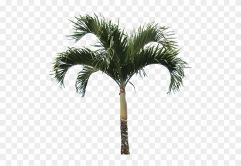 Areca Nut Tree Png Areca Nut Tree Png