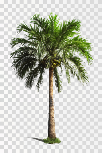 areca tree, png transparent background