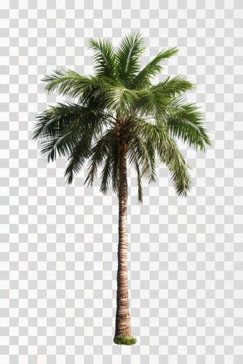 areca tree, png transparent background