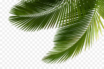 Arecaceae Asian palmyra palm Leaf Tree Sabal Palm - palm tree 