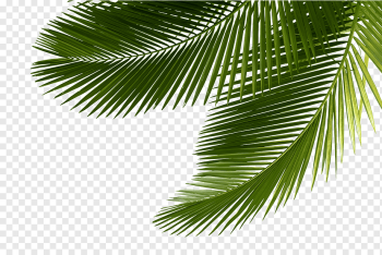 Arecaceae Asian palmyra palm Leaf Tree Sabal Palm, palm tree, green leaf tree, leaf, palm Tree, borassus Flabellifer png