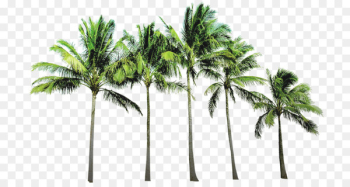 Arecaceae Beach Wallpaper - coconut tree Arecaceae Beach Wallpaper - coconut tree