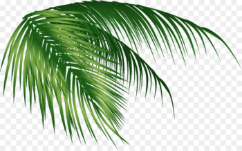 Arecaceae Coconut Leaf - coconut tree 