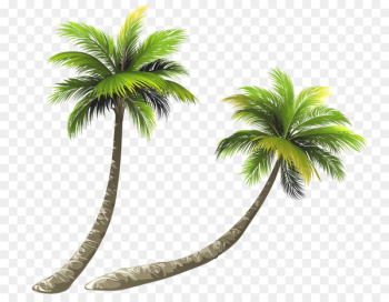 Arecaceae Coconut Royalty-free Illustration - Bent coconut tree 