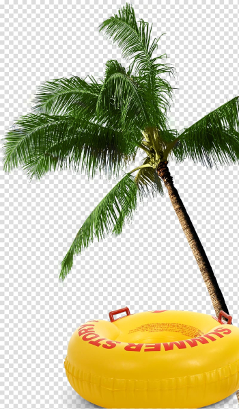 Arecaceae Coconut Tree, coconut tree transparent background PNG clipart Arecaceae Coconut Tree, coconut tree transparent background PNG clipart