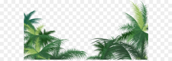 Arecaceae Leaf Areca palm - Green palm leaves 