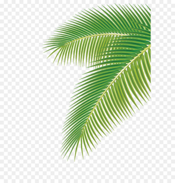 Arecaceae Leaf Euclidean vector Clip art - Palm leaf Arecaceae Leaf Euclidean vector Clip art - Palm leaf