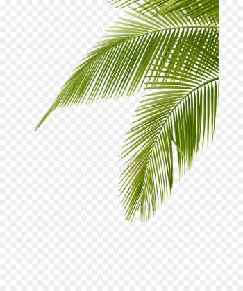 Arecaceae Leaf Frond Clip art - Coconut leaves Arecaceae Leaf Frond Clip art - Coconut leaves