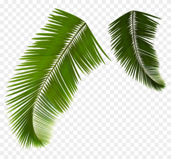 Arecaceae Leaf Frond Coconut - Coconut Leaf Vector Png Arecaceae Leaf Frond Coconut - Coconut Leaf Vector Png