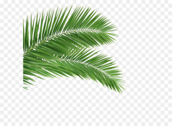 Arecaceae Leaf Frond Coconut Tree - palm Arecaceae Leaf Frond Coconut Tree - palm
