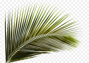 Arecaceae Leaf Palm branch Areca palm Coconut - Green coconut leaves 