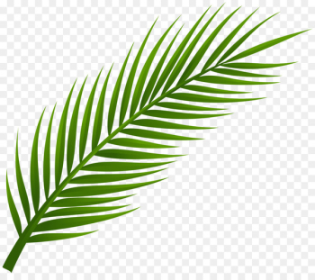 Arecaceae Leaf Palm branch Clip art - Palm Branch Cliparts Arecaceae Leaf Palm branch Clip art - Palm Branch Cliparts