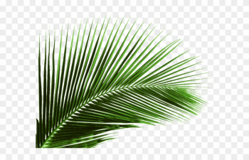 Arecaceae Leaf Plant Areca Palm Coconut - Palm Tree Leaf Png Arecaceae Leaf Plant Areca Palm Coconut - Palm Tree Leaf Png