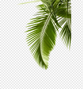 Arecaceae Leaf Tree graphy Plant, Palm leaves, watercolor Leaves, white, branch png