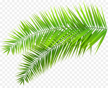 Arecaceae Palm branch Leaf Clip art - Palm Branch Cliparts Arecaceae Palm branch Leaf Clip art - Palm Branch Cliparts