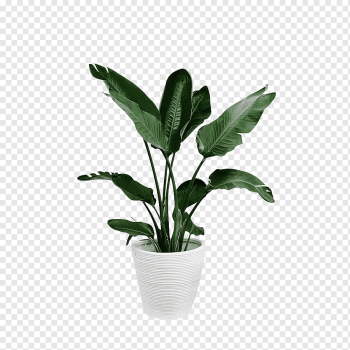 Arecaceae Plant Leaf Palm branch, Potted green plants, green leafed plant and white plant pot, plant Stem, green Apple, plants png