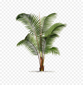 Arecaceae Printmaking Poster Botanical illustration Drawing - Palm leaf 
