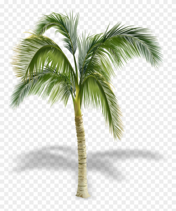 Arecaceae Stock Photography Tree Royalty-free - Palm Tree Royalty Free Arecaceae Stock Photography Tree Royalty-free - Palm Tree Royalty Free