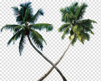 Arecaceae Tree Coconut , coconut tree transparent background PNG clipart Arecaceae Tree Coconut , coconut tree transparent background PNG clipart