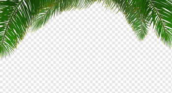 Arecaceae Tree Euclidean Leaf, palm tree background, palm tree, beach, tree Branch, branch png