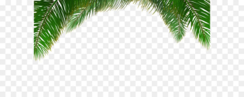 Arecaceae Tree Euclidean vector Leaf - Vector palm tree background 
