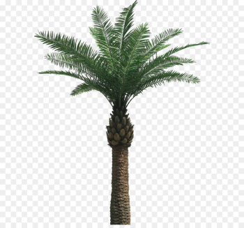 Arecaceae Tree - Palm tree PNG 