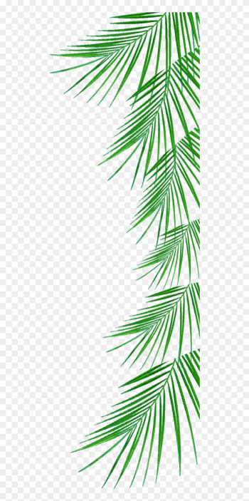 Arecaceae Tree Woody Plant Clip Art - Side Border Png Format Arecaceae Tree Woody Plant Clip Art - Side Border Png Format