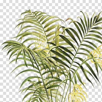 Arecaceae Vegetation Leaf Plant stem Terrestrial plant, Leaf transparent background PNG clipart
