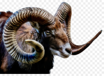 argali horn bighorn wildlife goats argali horn bighorn wildlife goats