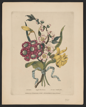 Aricula, apple blossom, great daffodil | Free Photo - rawpixel Aricula, apple blossom, great daffodil | Free Photo - rawpixel