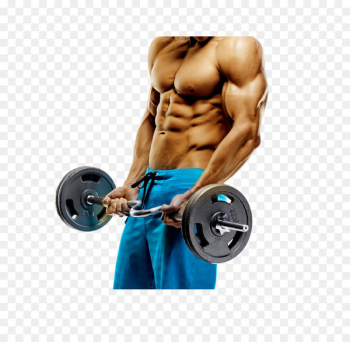 Arm Triceps brachii muscle Biceps Physical exercise - Fitness People 