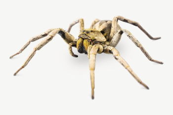 Armed spider insect collage element | Free PSD - rawpixel Armed spider insect collage element | Free PSD - rawpixel