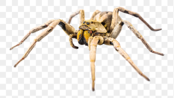 Armed spider insect png sticker, | Free PNG - rawpixel Armed spider insect png sticker, | Free PNG - rawpixel