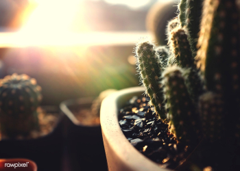 Art botanic botany | Free stock photo - 69301