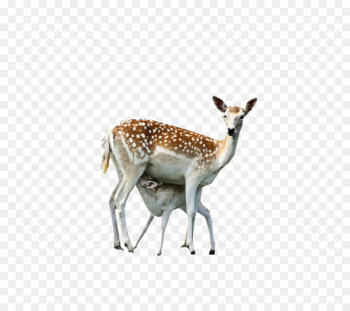 Artemis--goddess of the Hunt and Moon Apollo Zeus Red deer - Deer 