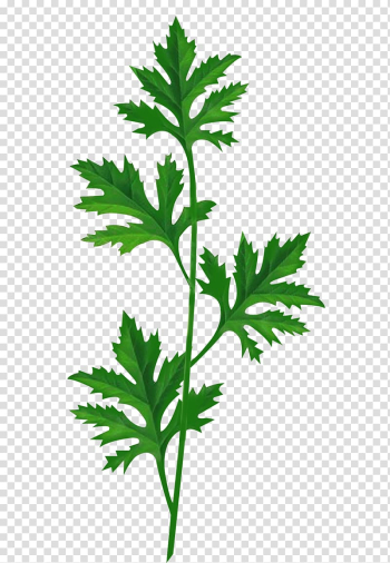 Artemisia argyi Packaging and labeling Herbaceous plant, Plant leaves transparent background PNG clipart