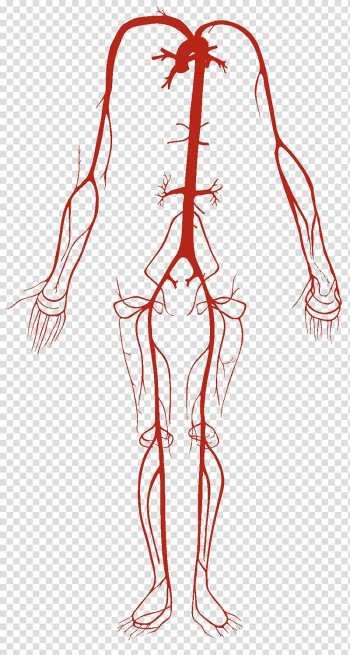 Artery Vein Circulatory system Human body Blood vessel, heart transparent background PNG clipart