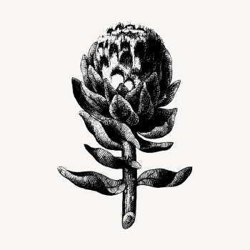 Artichoke clipart, vintage botanical illustration | Free Vector - rawpixel Artichoke clipart, vintage botanical illustration | Free Vector - rawpixel
