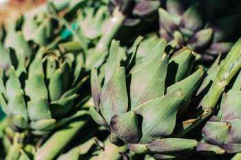 Artichoke close up Artichoke close up