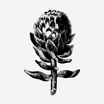 Artichoke drawing, vintage botanical illustration. | Free Photo - rawpixel Artichoke drawing, vintage botanical illustration. | Free Photo - rawpixel