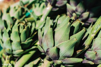 Artichoke | Free public domain photo - 447904 Artichoke | Free public domain photo - 447904