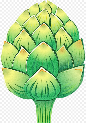 artichoke green cynara leaf plant artichoke green cynara leaf plant