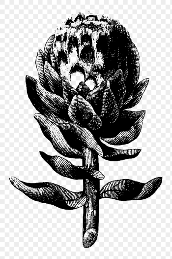 Artichoke png sticker, vintage botanical | Free PNG - rawpixel Artichoke png sticker, vintage botanical | Free PNG - rawpixel